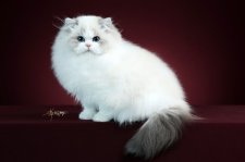 ラグドール【・女の子・2025年6月10日・ブルーリンクスポイントバイカラー】