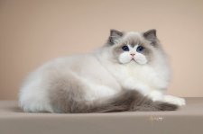 ラグドール【・女の子・2025年5月7日・ブルーポイントバイカラー】