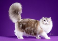 ラグドール【・女の子・2024年9月11日・シールリンクスポイントバイカラー】