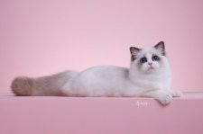 ラグドール【・女の子・2025年3月22日・シールポイントバイカラー】