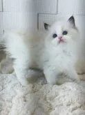 ラグドール【千葉県・女の子・2023年10月20日・シールポイントバイカラー】の写真4「顔型はまるで甘く、超人懐こく甘えん坊、遊びが大好き」