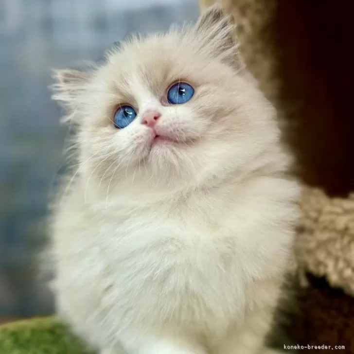 えみ 様のお迎えした子猫