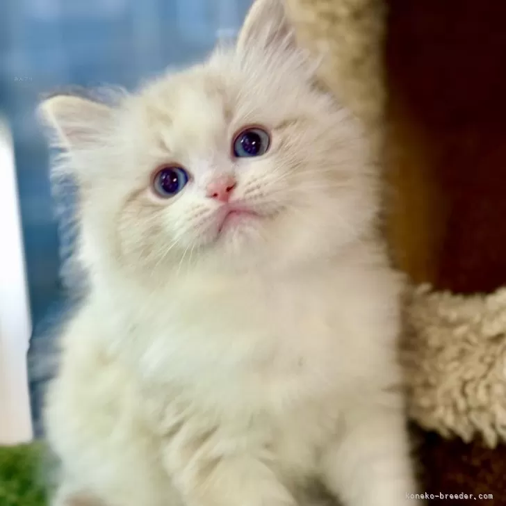 ID：2505-03823の子猫