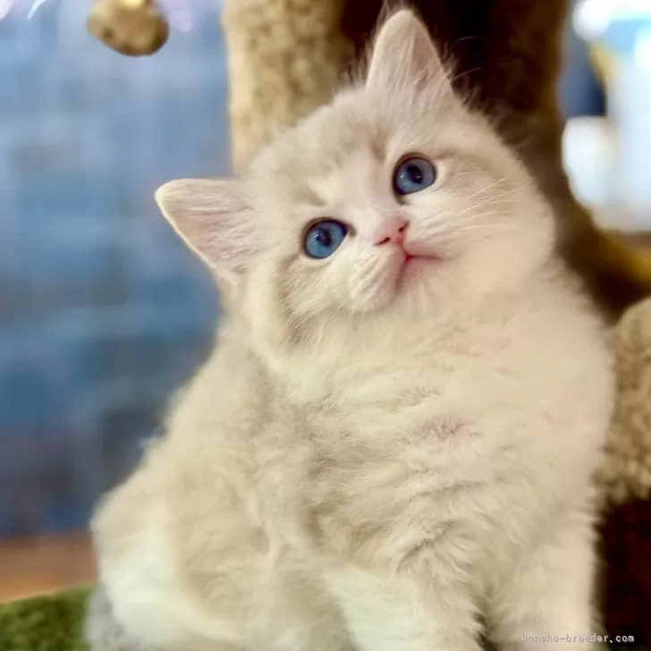ID：2505-03416の子猫