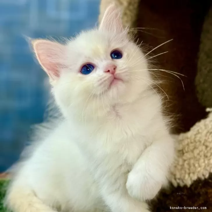 ID:2505-03339の子猫