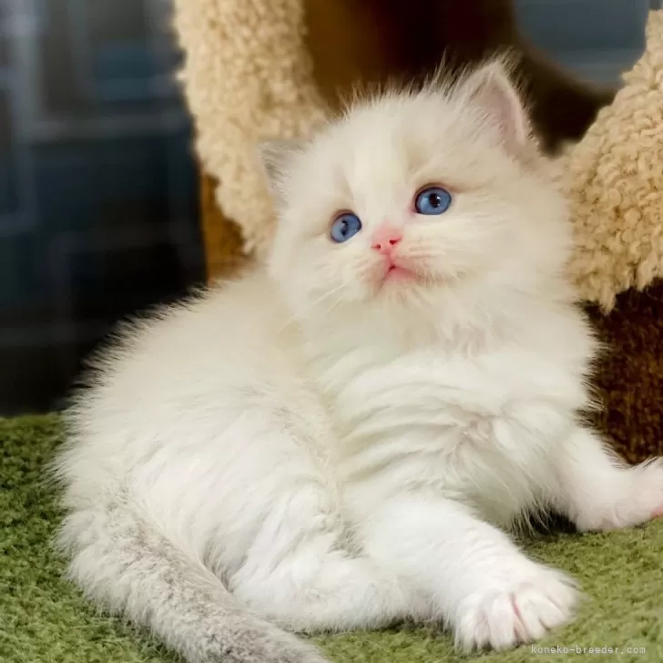 ID：2412-01627の子猫