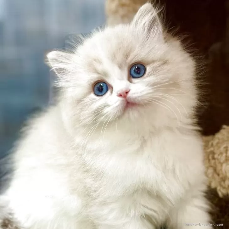 ID：2505-00733の子猫