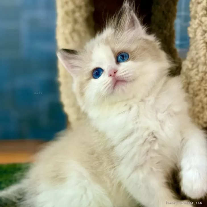 S.U 様のお迎えした子猫