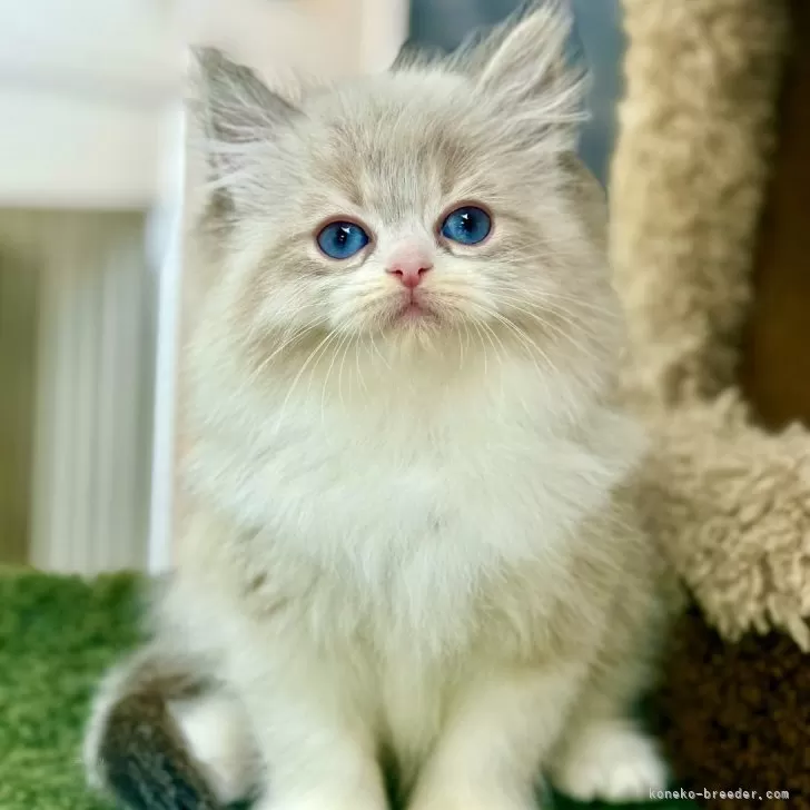 SS 様のお迎えした子猫