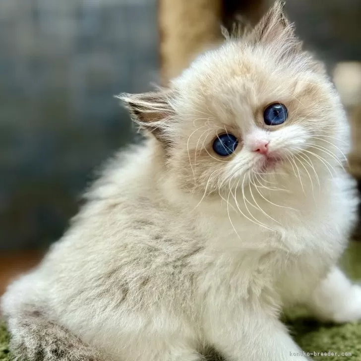 ラグドール【千葉県・女の子・2025年9月28日・シールポイントバイカラー】の写真1