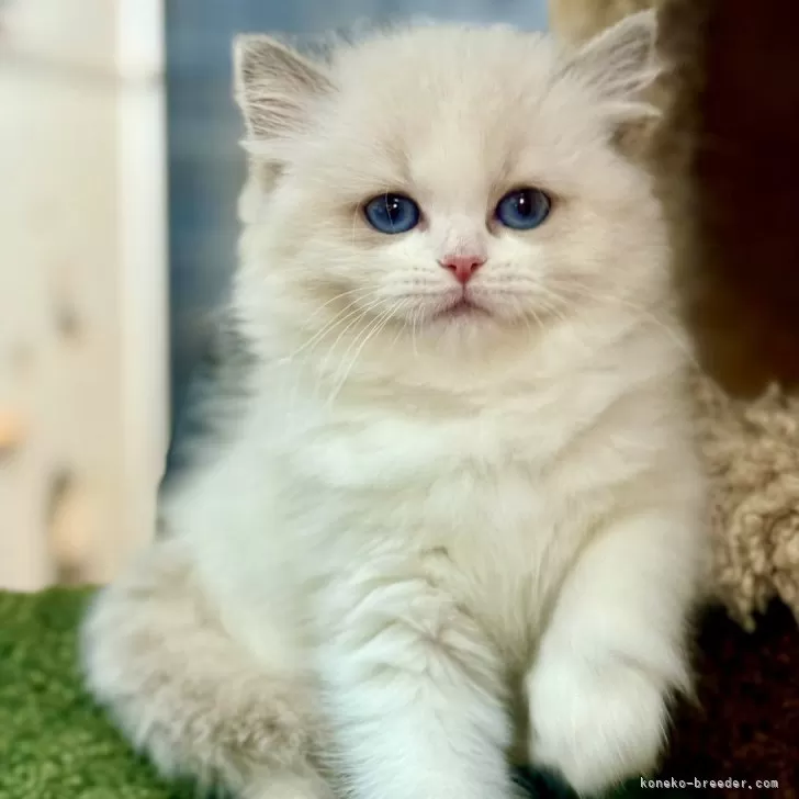 ID：2509-01229の子猫