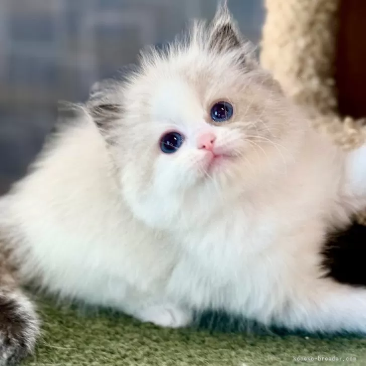 ID：2502-01935の子猫