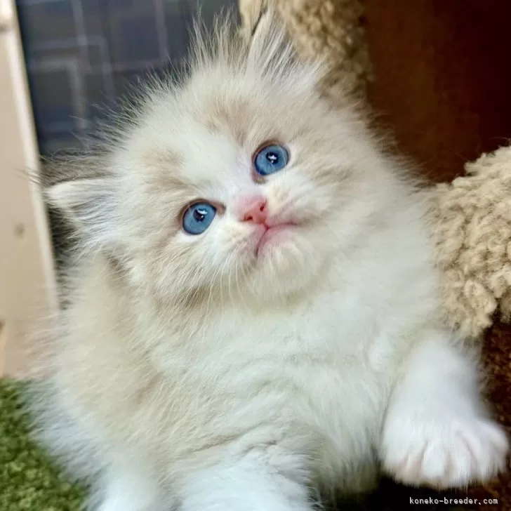 ID：2507-03113の子猫