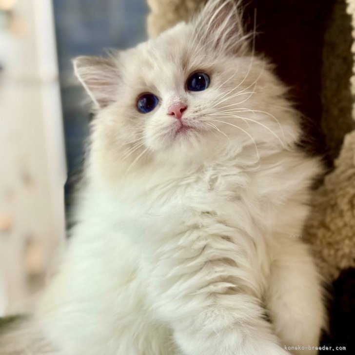 T.A 様のお迎えした子猫