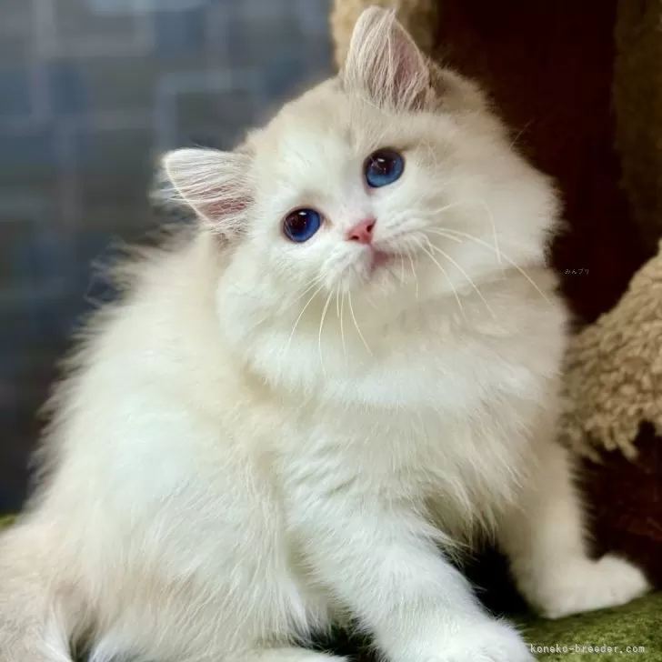 ID：2507-01379の子猫