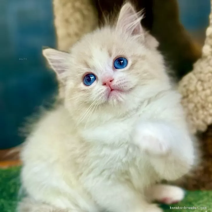 S.A 様のお迎えした子猫