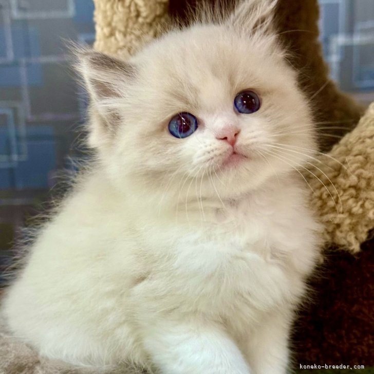 M.T 様のお迎えした子猫