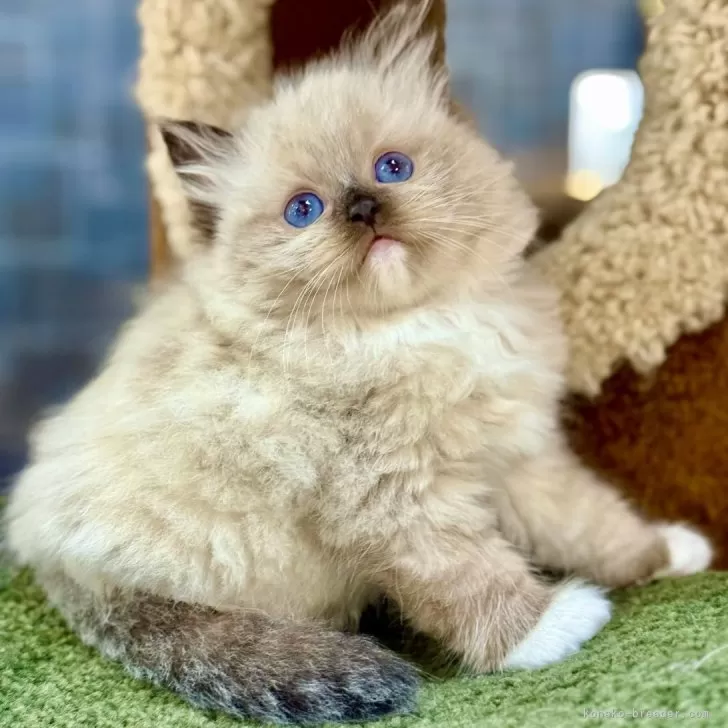 T.I 様のお迎えした子猫
