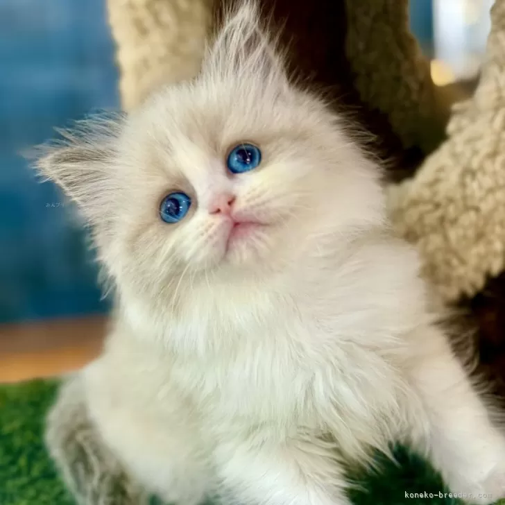 ID：2505-03404の子猫