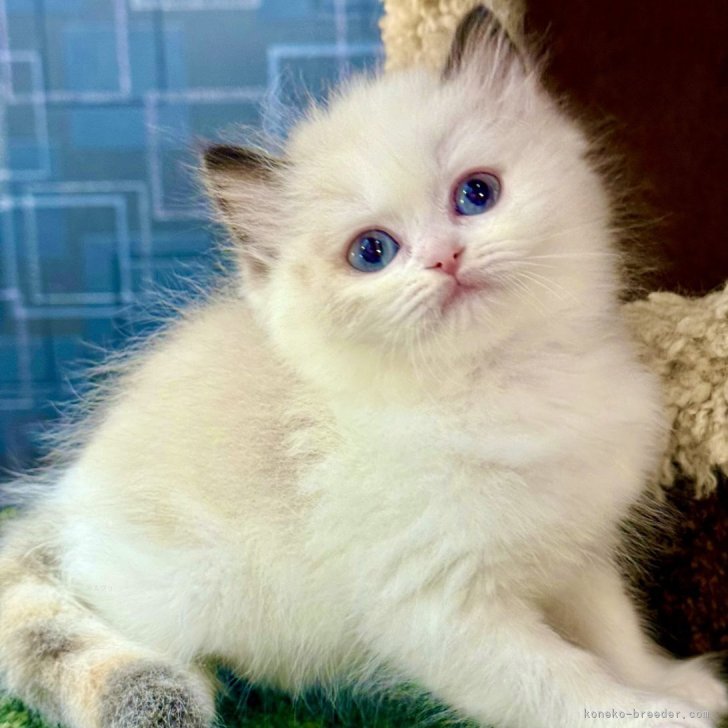 新品 希少 レア ねこぢる ねこぢる 時計 ツインベル 激レア 振り子時計 - メルカリ
