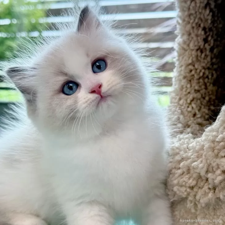 ももちゃ〜ん 様のお迎えした子猫