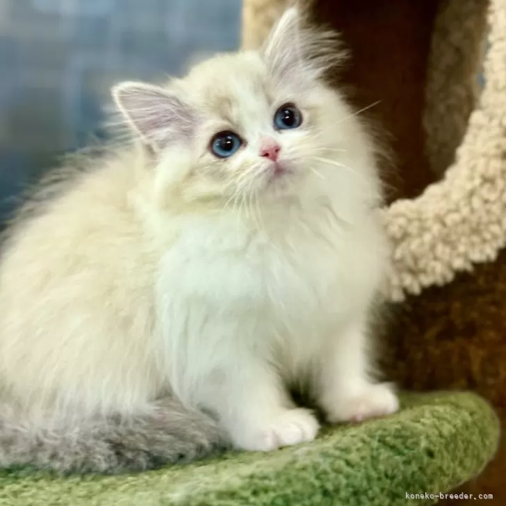 有野 様のお迎えした子猫