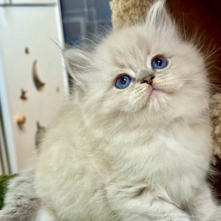 あこ 様のお迎えした子猫
