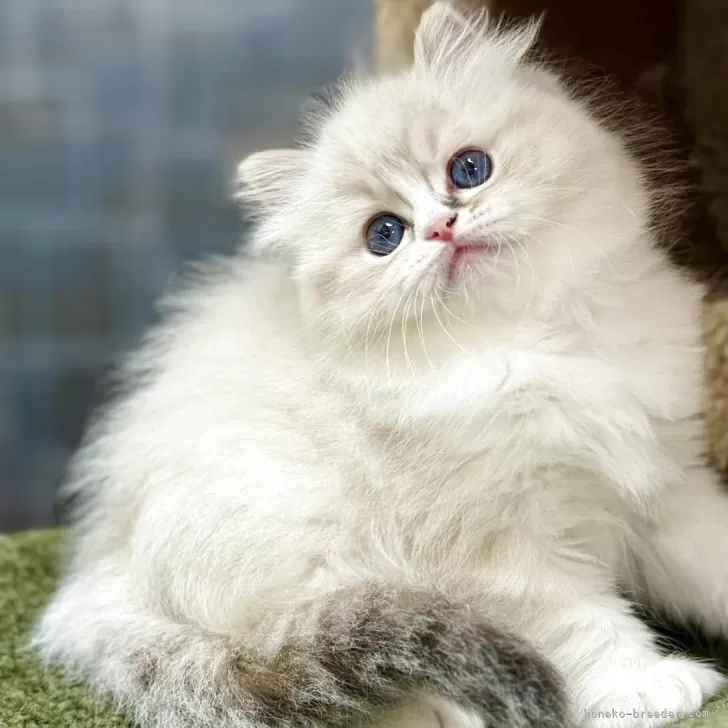 うめぼしにゃんこ 様のお迎えした子猫
