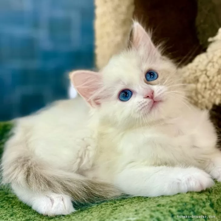 ID：2505-03343の子猫