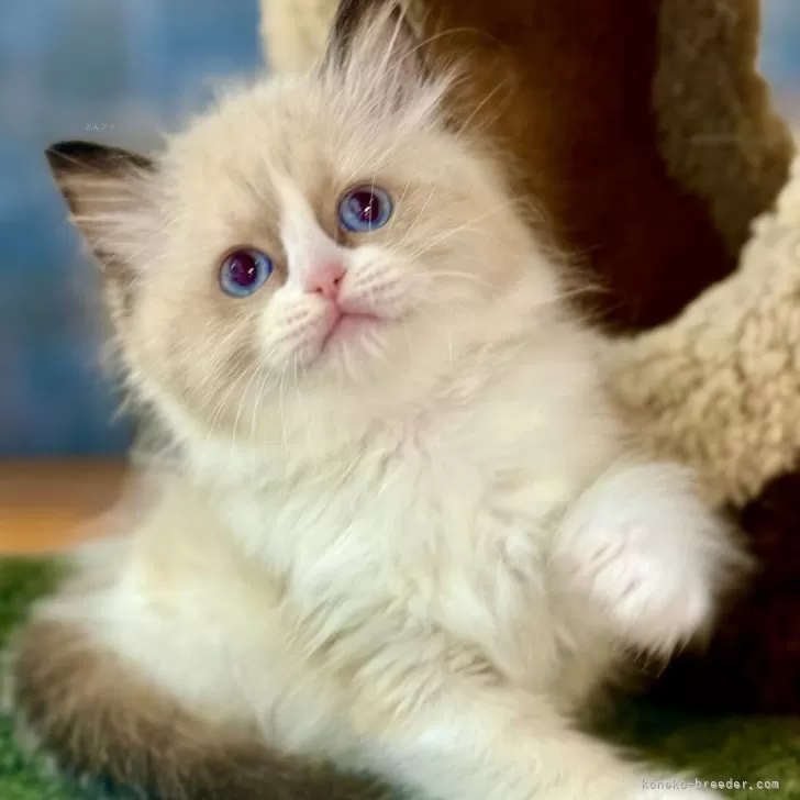 ID：2505-03413の子猫