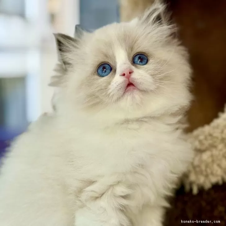 T.K 様のお迎えした子猫