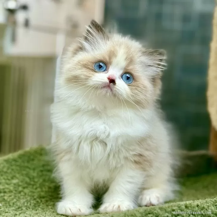 ID：2508-00454の子猫