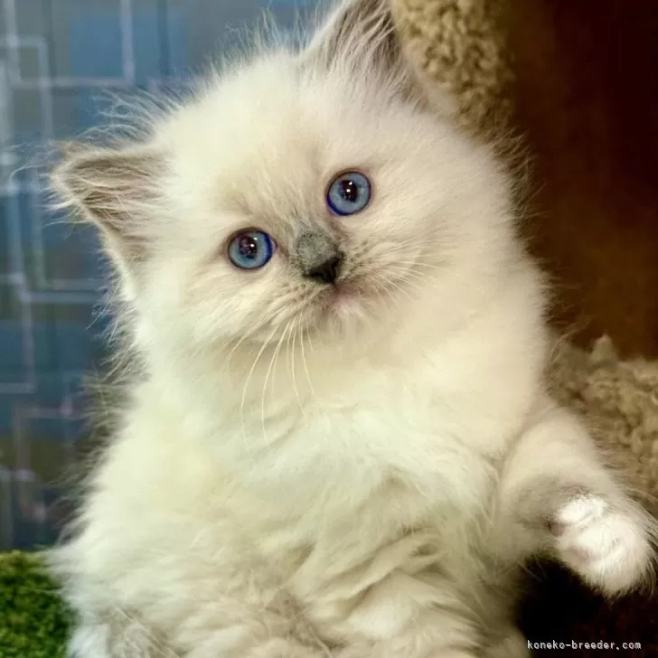 ID:2505-01857の子猫