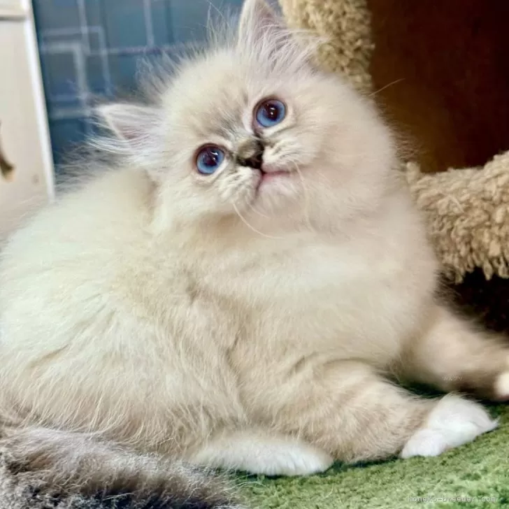 ID:2507-03117の子猫