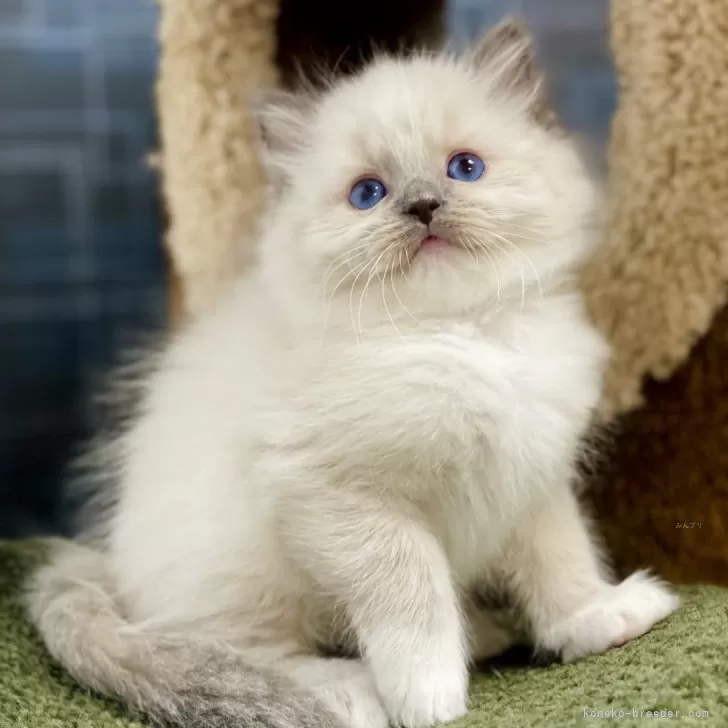 ID：2412-01779の子猫