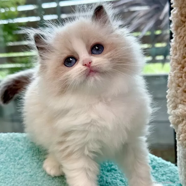 ID：2605-02756の子猫