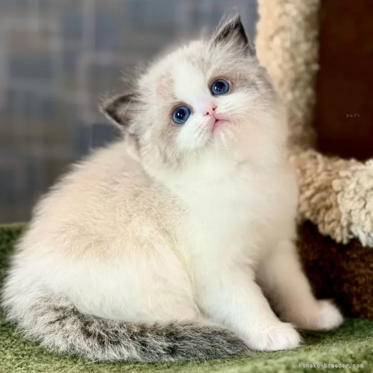 ID：2502-01927の子猫