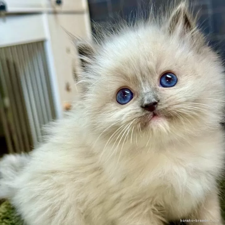 ラグドール【千葉県・男の子・2025年10月30日・ブルーポイントミテッド】の写真1