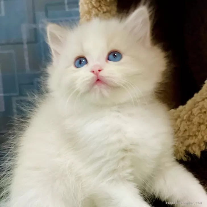 ID：2412-01783の子猫