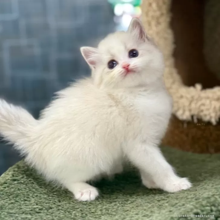 ID:2504-01931の子猫