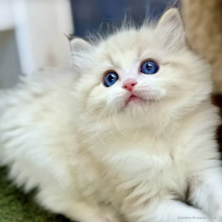 ラグドール【千葉県・女の子・2025年10月12日・シールリンクスポイントバイカラー】の写真1