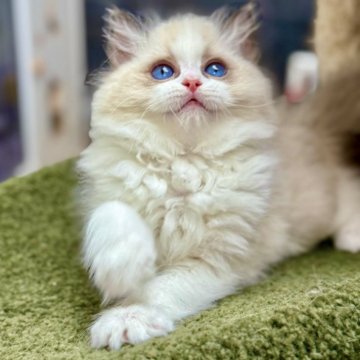 ラグドール【千葉県・男の子・2025年9月17日・シールポイントバイカラー】の写真「小さな雪のかたまりのように、清らかで愛らしい存在」