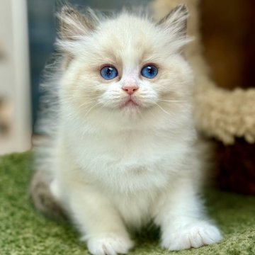 ラグドール【千葉県・女の子・2025年9月17日・シールポイントバイカラー】の写真「走り回って遊ぶのが大好き抱っこされるのもとても楽い」