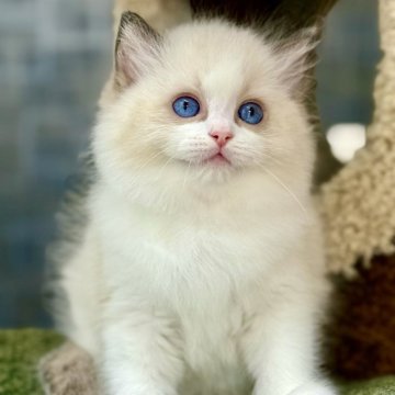 ラグドール【千葉県・男の子・2025年9月17日・シールポイントバイカラー】の写真「小さな雪のかたまりのように、清らかで愛らしい存在」