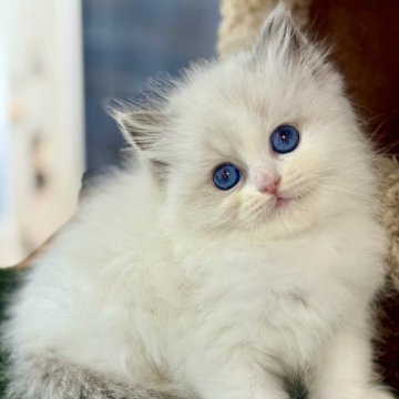 ラグドール【千葉県・女の子・2025年10月8日・ブルーポイントバイカラー】の写真「見た目も性格も、とにかく甘くて可愛い」