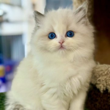 ラグドール【千葉県・女の子・2025年10月8日・ブルーポイントバイカラー】の写真「澄んだ瞳が愛らしい優しい、ふわふわ甘えん坊」
