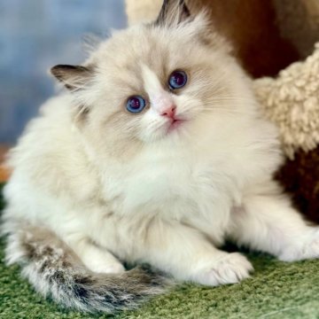 ラグドール【千葉県・男の子・2025年10月9日・シールポイントバイカラー】の写真「かわいい、かわいいと連発するほどかわいい子」