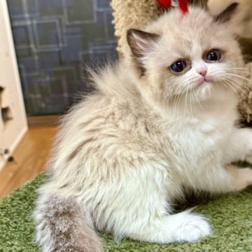 ラグドール【千葉県・女の子・2025年9月28日・シールポイントバイカラー】の写真「まんまるフェイスと輝く大きなブルーアイが魅力の甘え」