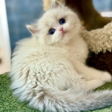 ラグドール【千葉県・女の子・2025年9月28日・ブルーポイントバイカラー】の写真「大きな瞳と美しい毛並み、誰にでも懐く完璧な子猫」