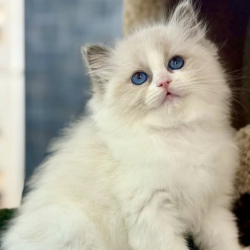 ラグドール【千葉県・女の子・2025年10月8日・ブルーポイントバイカラー】の写真「甘えん坊で優しい性格の、美しい女の子」